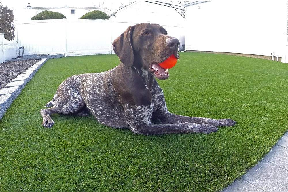 Augusta artificial turf for dogs
